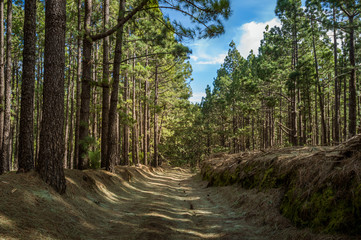 La Esperanza forest, Tenerife island