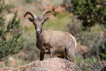 Colorado Rocky Mountain Bighorn Sheep