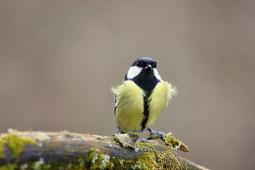 Parus major, Blue tit . Wildlife landscape, titmouse sitting on a branch moss-grown..  Europe, country Slovakia.