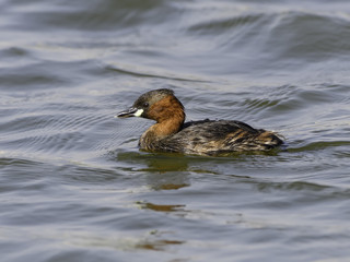 Little Grebe Swimming  