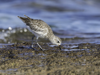 Grey Plover Foraging on the Sea Shore