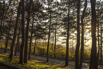Осенний пейзаж, живописные деревья в лесу, желтая листва, отдых на природа