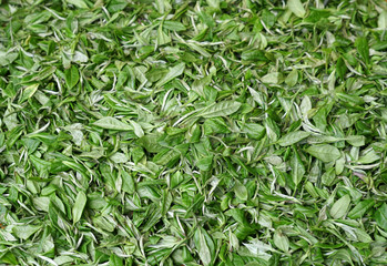 New picked fresh green tea leaves background