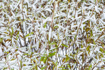 куст, парк, лес, первый снег, ива