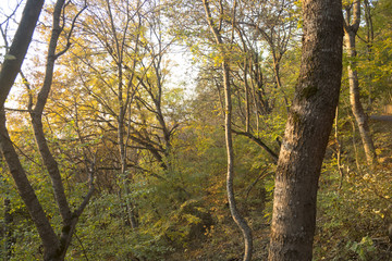 Осенний пейзаж, живописные деревья в лесу, желтая...