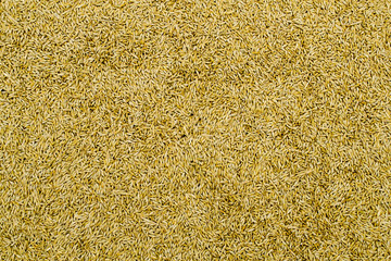 barley grain. Design artistic element for banner, print, template, cover, decoration