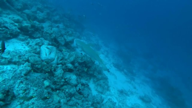 Tawny nurse sharks - Nebrius ferrugineus swim over coral reef, Indian Ocean, Maldives
