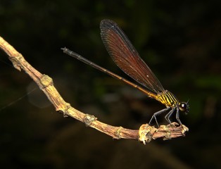 Damselfly 