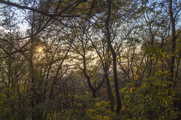 Obraz na płótnie Canvas Осенний пейзаж, живописные деревья в лесу, желтая листва, отдых на природа
