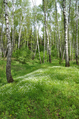 A hilly birch grove full of white wild flowers and spotted with shadows