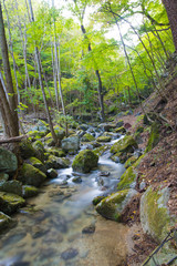 Fototapeta premium 日光の美しい風景