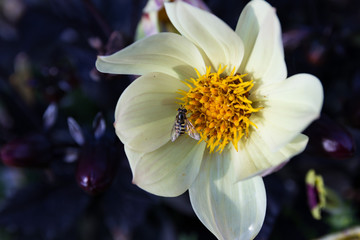 Dahlia with Mimicry Hoverfly