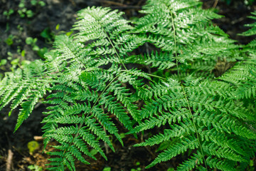 Fototapeta na wymiar Beautiful fern leaves in the forest. Selective focus.