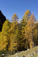Lärchenwald im Engadin - goldener Herbst