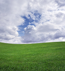 Green grass field and blue sky.