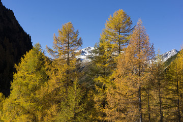 Gelbe Lärchen im herbstlichen Engadin