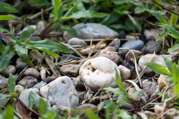 Closeup image of small various rocks and grasses on the ground
