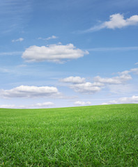 Fototapeta premium Green grass field and blue sky.