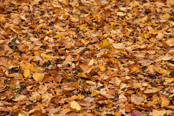 Yellow leaves on floor autumn background