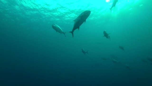 school of Giant trevally - Caranx ignobilis swims in the blue water, Indian Ocean, Maldives
