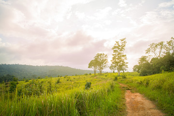 Obraz premium The beautiful flora in the garden background