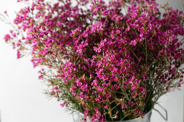 Chamelaucium or waxflower on light gray background