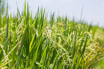 Fototapeta premium Close up image of ripe rice in rice fields of Bali, Indonesia 