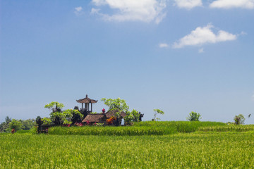 Fototapeta premium Rice field and local temple in Ubud, Bali