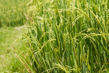 Close up image of ripe rice in rice fields of Bali, Indonesia 