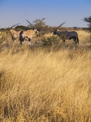Oryx in the Central Kalahari Game Reserve, Botswana