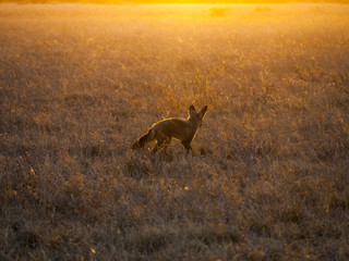 Bat-eared Foxes in the Central Kalahari Game Reserve, Botswana