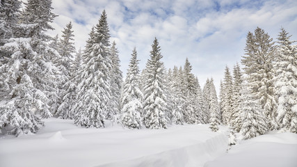 Fototapeta premium Winter landscape with snow covered trees