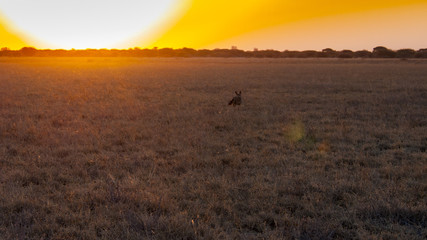 Naklejka na ściany i meble Bat-eared Foxes in the Central Kalahari Game Reserve, Botswana