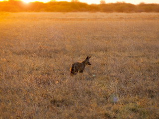 Bat-eared Foxes in the Central Kalahari Game Reserve, Botswana