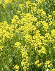 closeup crop barbarea