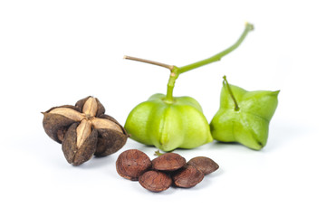 fresh and dry Inca peanut on white background