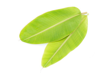 Obraz premium Banana leaf isolated on white background