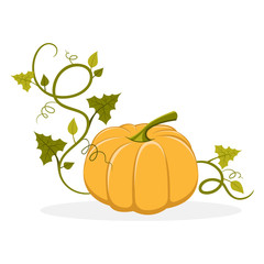 Ripe Pumpkin with Swirly Leafy Stem Illustration