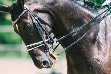 Dressurpferd © Christian Schwier