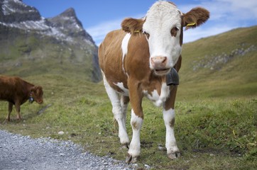 Swiss Alps Cow