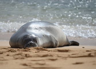 Sunbathing Seal Hawaii