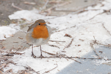 fluffy European robin portrait