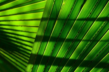 Lines and textures of green palm leaves with shadow