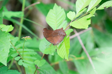 Close up of brown butterfly that looks like dried leaf staying on the tree.