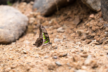 close up of brown wing butterfly with green dot staying on the ground.
