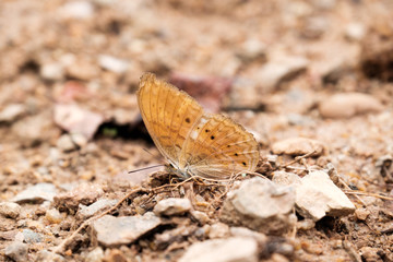 Close up in the side view of light brown wing butterfly with black dot staying on the ground that full of dry leaf.