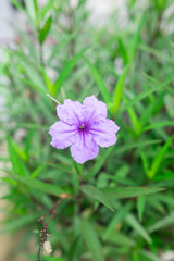 close up of isolated purple flower on the green background.