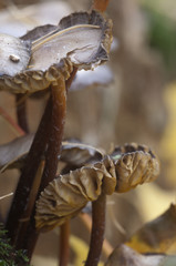 Mycena galericulata mushrooms