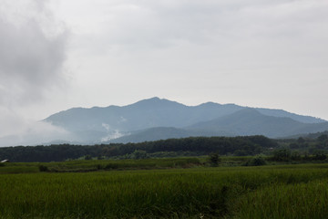 Fototapeta na wymiar Nature Background Rice field close mountain