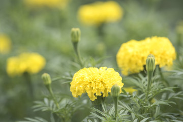 Marigold as background natural